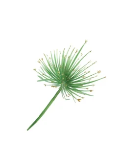 Świeca perfumowana Vetiver