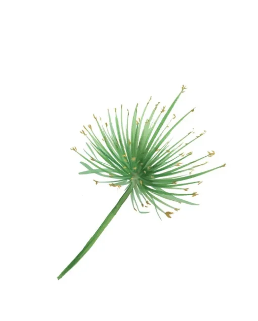 Świeca perfumowana Vetiver